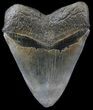 Serrated Megalodon Tooth - Almost Inches! #30368-2